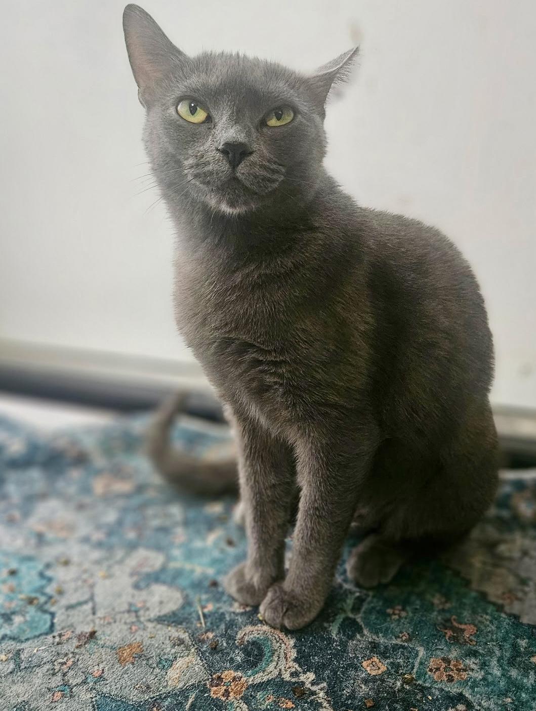Enlarge Purcilla, a Adoptable Russian Blue in Hartsville, SC image 4/4