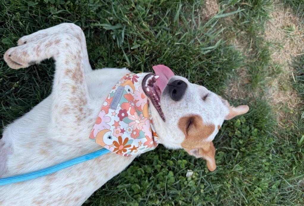 Mary Kate, Adoptable, Puppy Female Australian Cattle Dog / Blue Heeler.