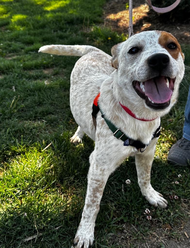 Enlarge Mary Kate, a Adoptable mixed breed in Burnsville, NC image 2/5