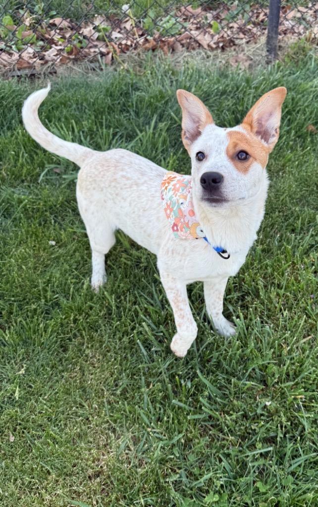 Enlarge Mary Kate, a Adoptable mixed breed in Burnsville, NC image 3/5