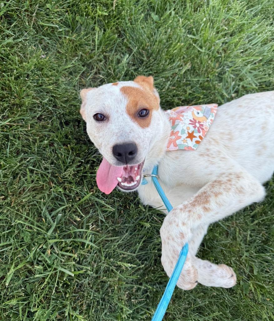 Enlarge Mary Kate, a Adoptable mixed breed in Burnsville, NC image 4/5