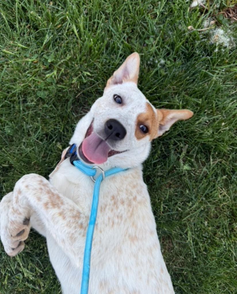 Enlarge Mary Kate, a Adoptable mixed breed in Burnsville, NC image 5/5