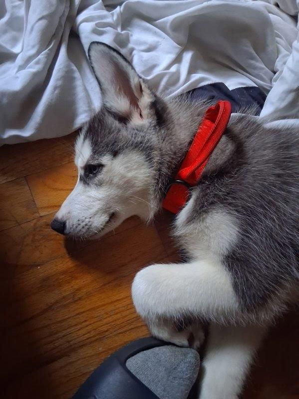 Zuko, Adopted, Young Male Siberian Husky.