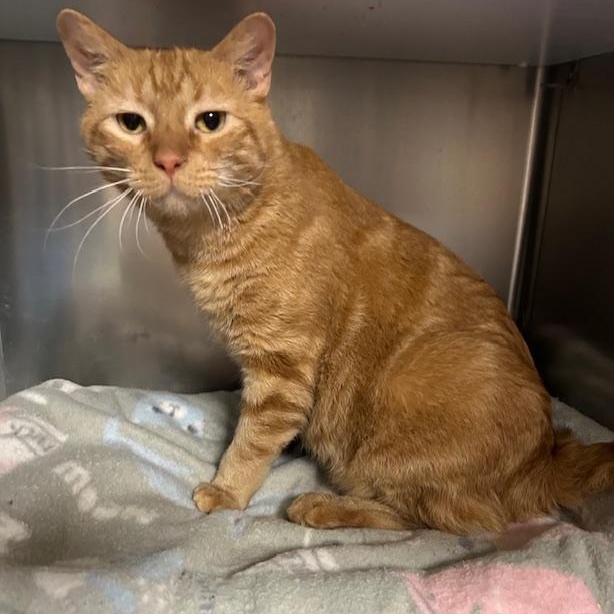 Enlarge Russel, a Adoptable Domestic Short Hair in Stanhope, NJ image 1/1