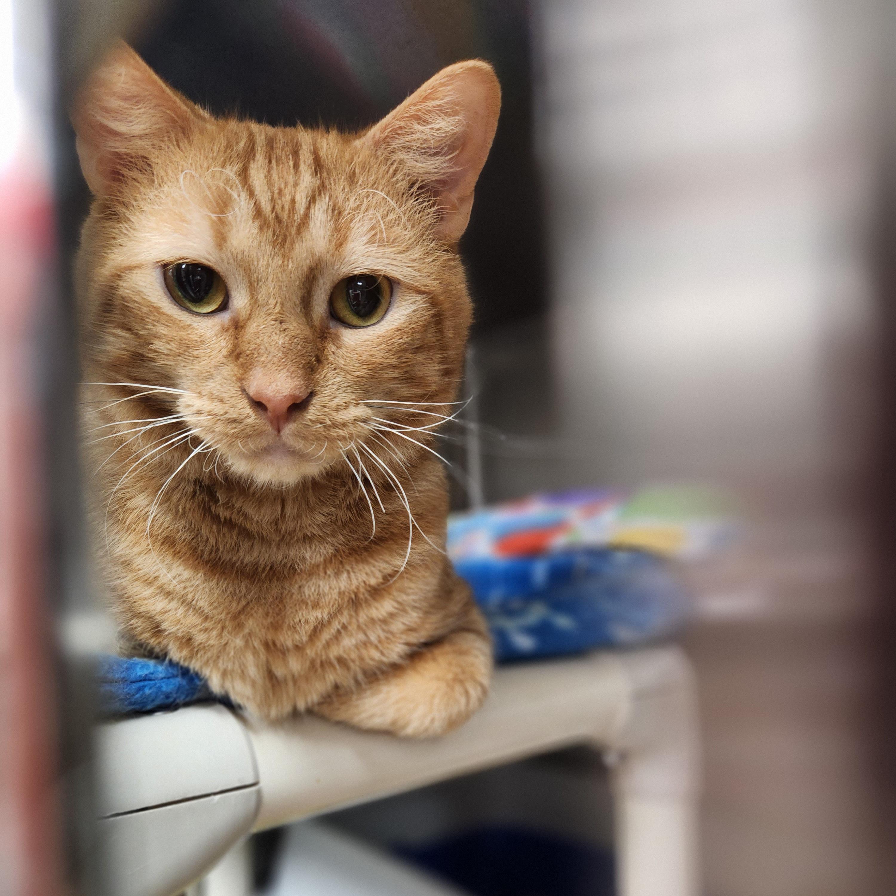 Russel, an adopted Domestic Short Hair in Stanhope, NJ image 1/2