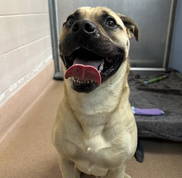 Chivo, Adoptable, Adult Male Boxer.