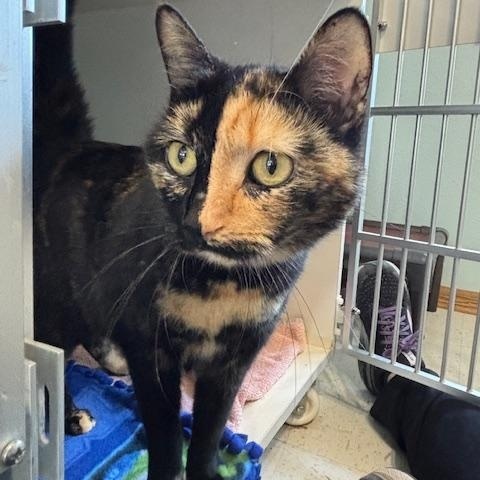Enlarge Miranda, a ADOPTABLE Domestic Short Hair in Hutchinson, MN image 1/3
