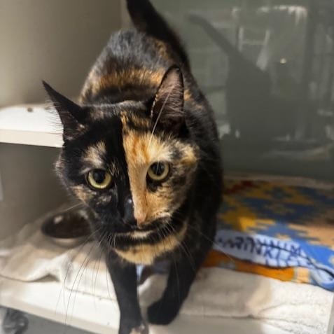 Enlarge Miranda, a ADOPTABLE Domestic Short Hair in Hutchinson, MN image 3/3