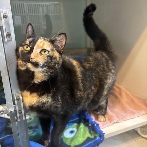 Enlarge Miranda, a ADOPTABLE Domestic Short Hair in Hutchinson, MN image 2/3