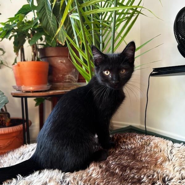 Enlarge Cassy, a ADOPTABLE Domestic Short Hair in Pittsburgh, PA image 1/6