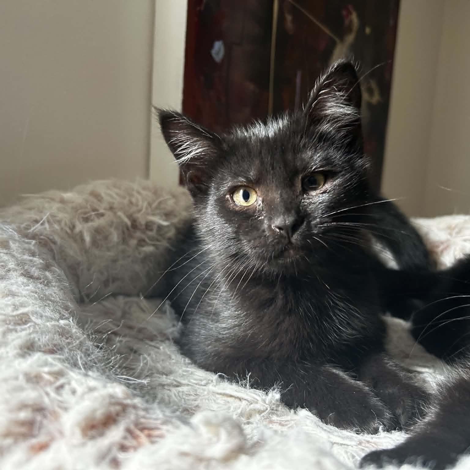 Enlarge Cassy, a ADOPTABLE Domestic Short Hair in Pittsburgh, PA image 2/6