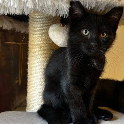 Enlarge Cassy, a ADOPTABLE Domestic Short Hair in Pittsburgh, PA image 3/6