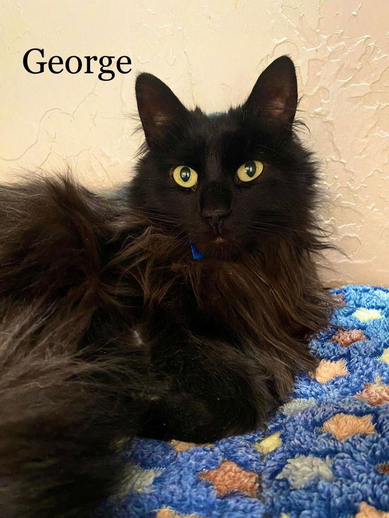 George, Adoptable, Adult Male Domestic Long Hair.
