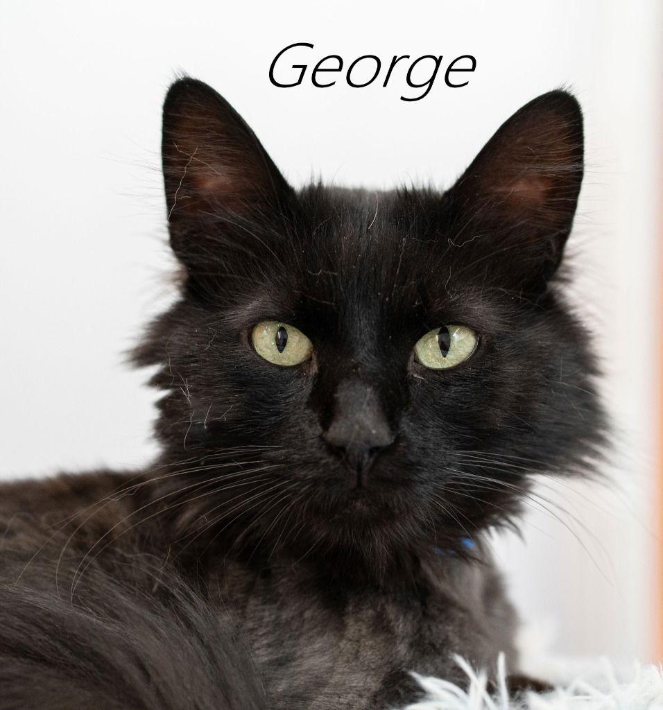Enlarge George, a Adoptable Domestic Long Hair in Saint George, UT image 2/3