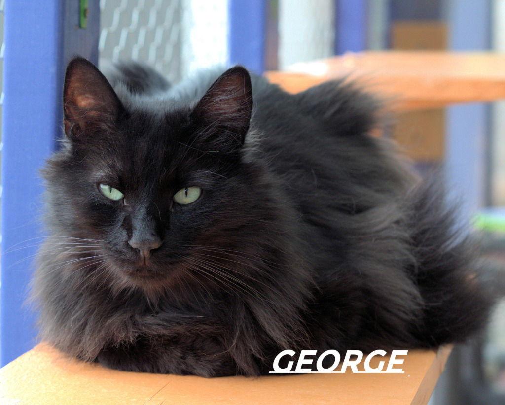 Enlarge George, a Adoptable Domestic Long Hair in Saint George, UT image 3/3