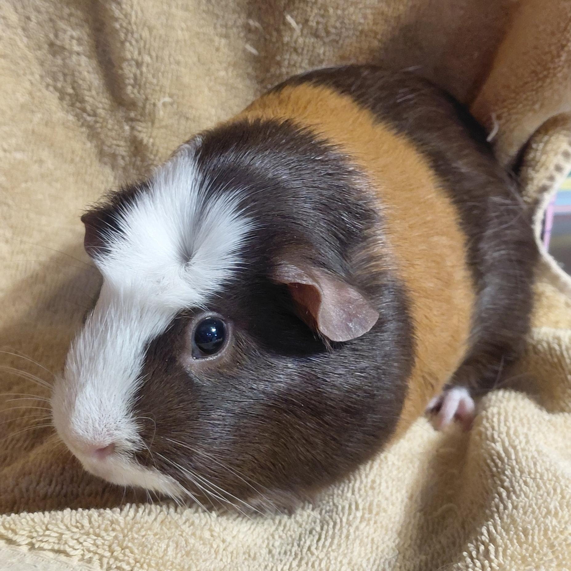 Bree, adopted, Adult Female Short-Haired.