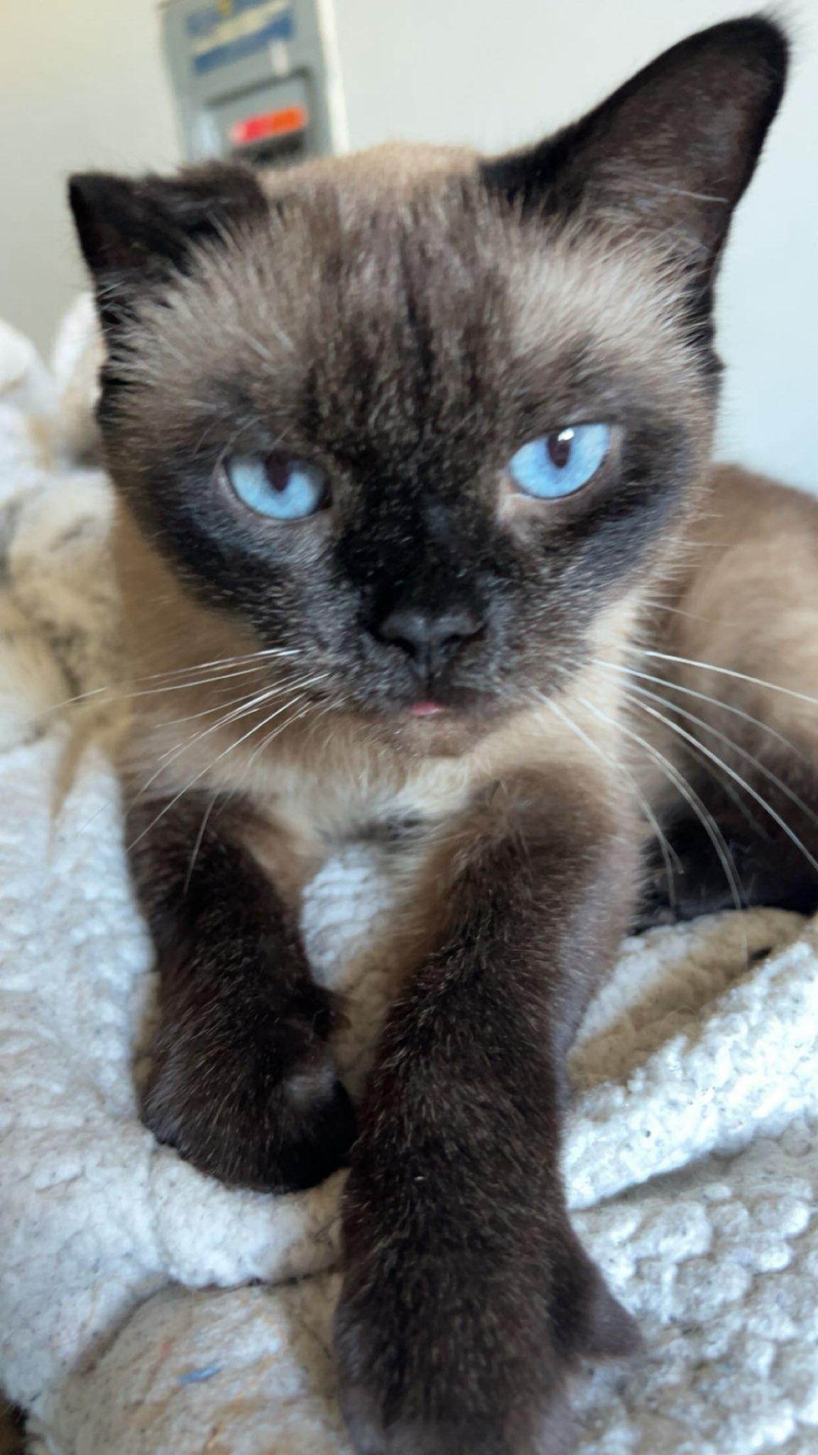 FOSTER NEEDED BY JUNE 7TH FOR BROTHER & SISTER, BRADY & MINKA (P.S. WE LOVE WHEN OUR FOSTERS ADOPT), a ADOPTABLE Siamese in Milwaukee, WI image 6/6