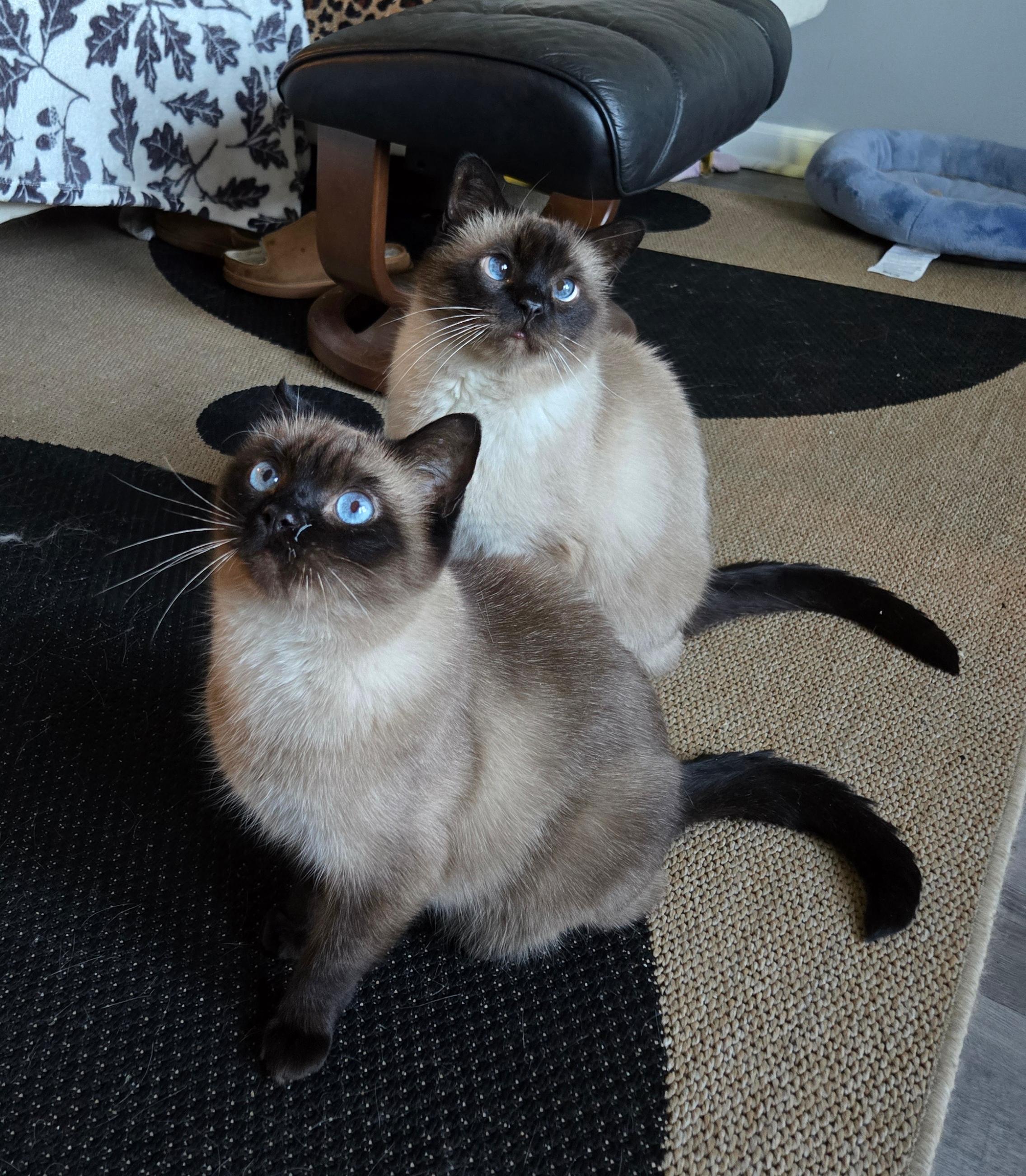 FOSTER NEEDED BY JUNE 7TH FOR BROTHER & SISTER, BRADY & MINKA (P.S. WE LOVE WHEN OUR FOSTERS ADOPT), ADOPTABLE, Senior Male Siamese.