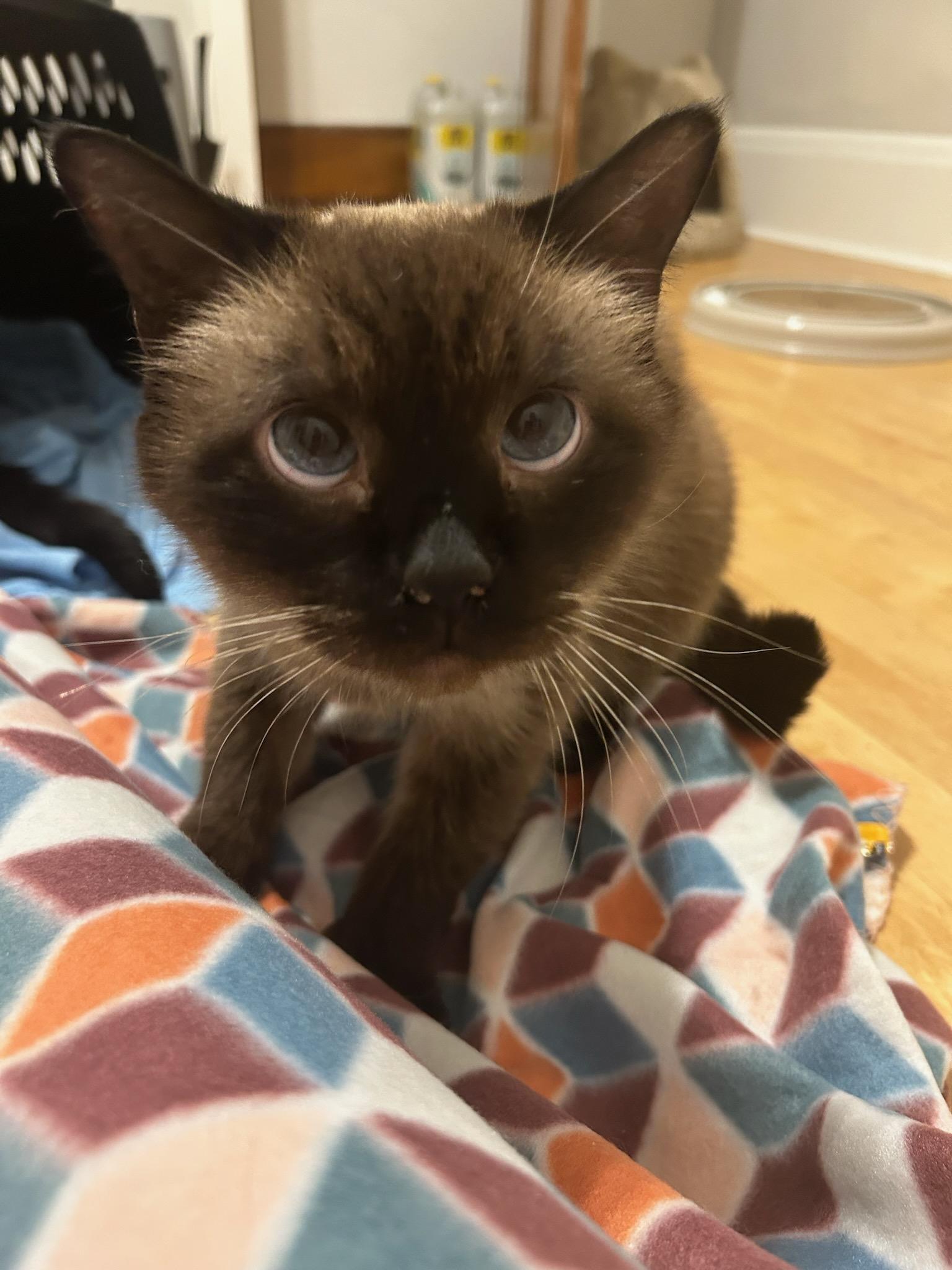 FOSTER NEEDED BY JUNE 7TH FOR BROTHER & SISTER, BRADY & MINKA (P.S. WE LOVE WHEN OUR FOSTERS ADOPT), a ADOPTABLE Siamese in Milwaukee, WI image 5/6