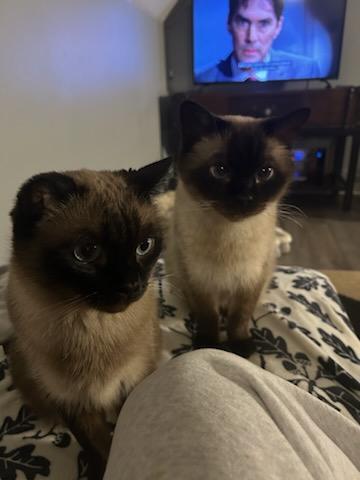 FOSTER NEEDED BY JUNE 7TH FOR BROTHER & SISTER, BRADY & MINKA (P.S. WE LOVE WHEN OUR FOSTERS ADOPT), a ADOPTABLE Siamese in Milwaukee, WI image 2/6