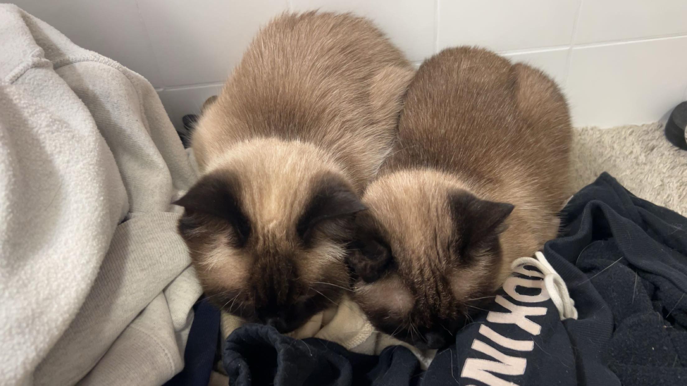 FOSTER NEEDED BY JUNE 7TH FOR BROTHER & SISTER, BRADY & MINKA (P.S. WE LOVE WHEN OUR FOSTERS ADOPT), a ADOPTABLE Siamese in Milwaukee, WI image 3/6