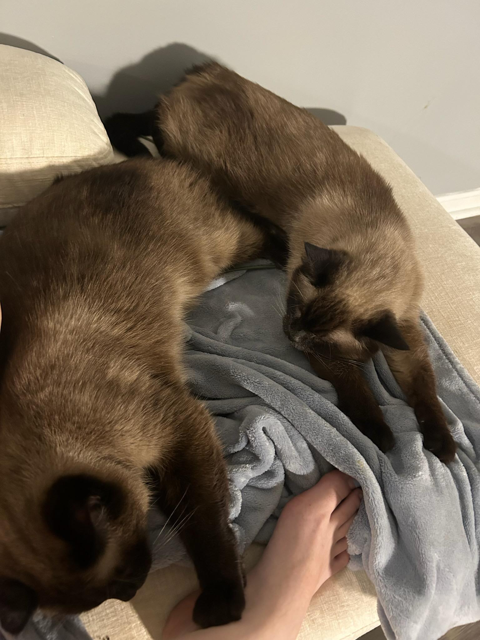 FOSTER NEEDED BY JUNE 7TH FOR BROTHER & SISTER, BRADY & MINKA (P.S. WE LOVE WHEN OUR FOSTERS ADOPT), a ADOPTABLE Siamese in Milwaukee, WI image 4/6