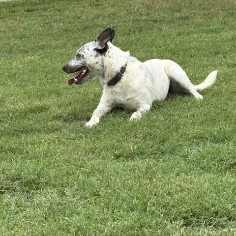 Enlarge TROUBLE, a Adoptable mixed breed in Dover, DE image 3/3