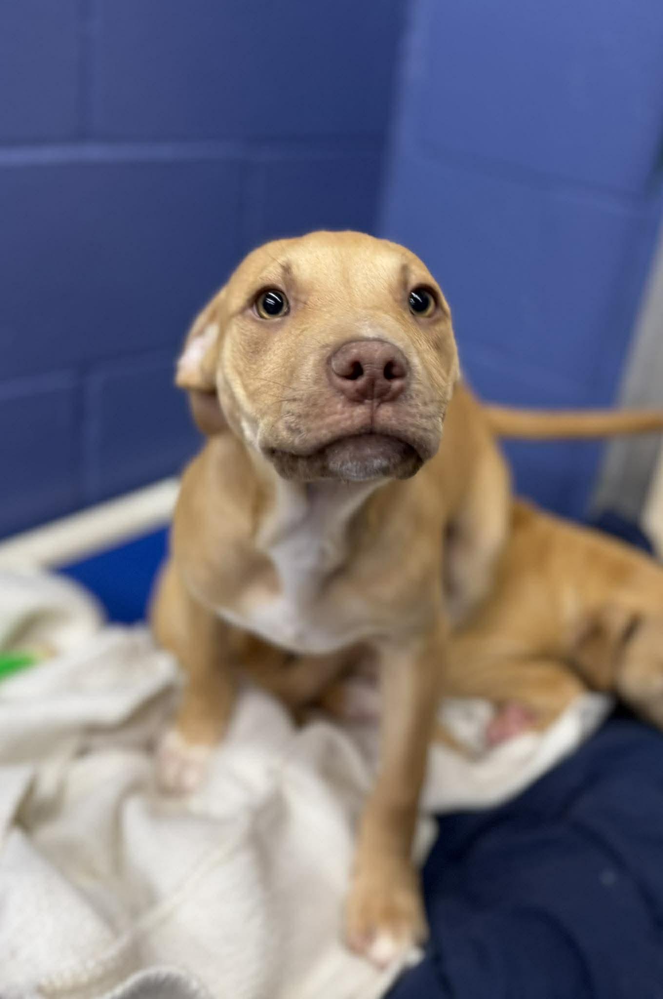 Floyd, ADOPTABLE, Young Male Mixed Breed.