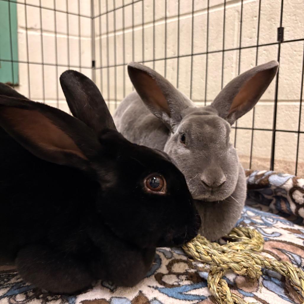 Audrey Hopburn, Adoptable, Adult Female Rex.