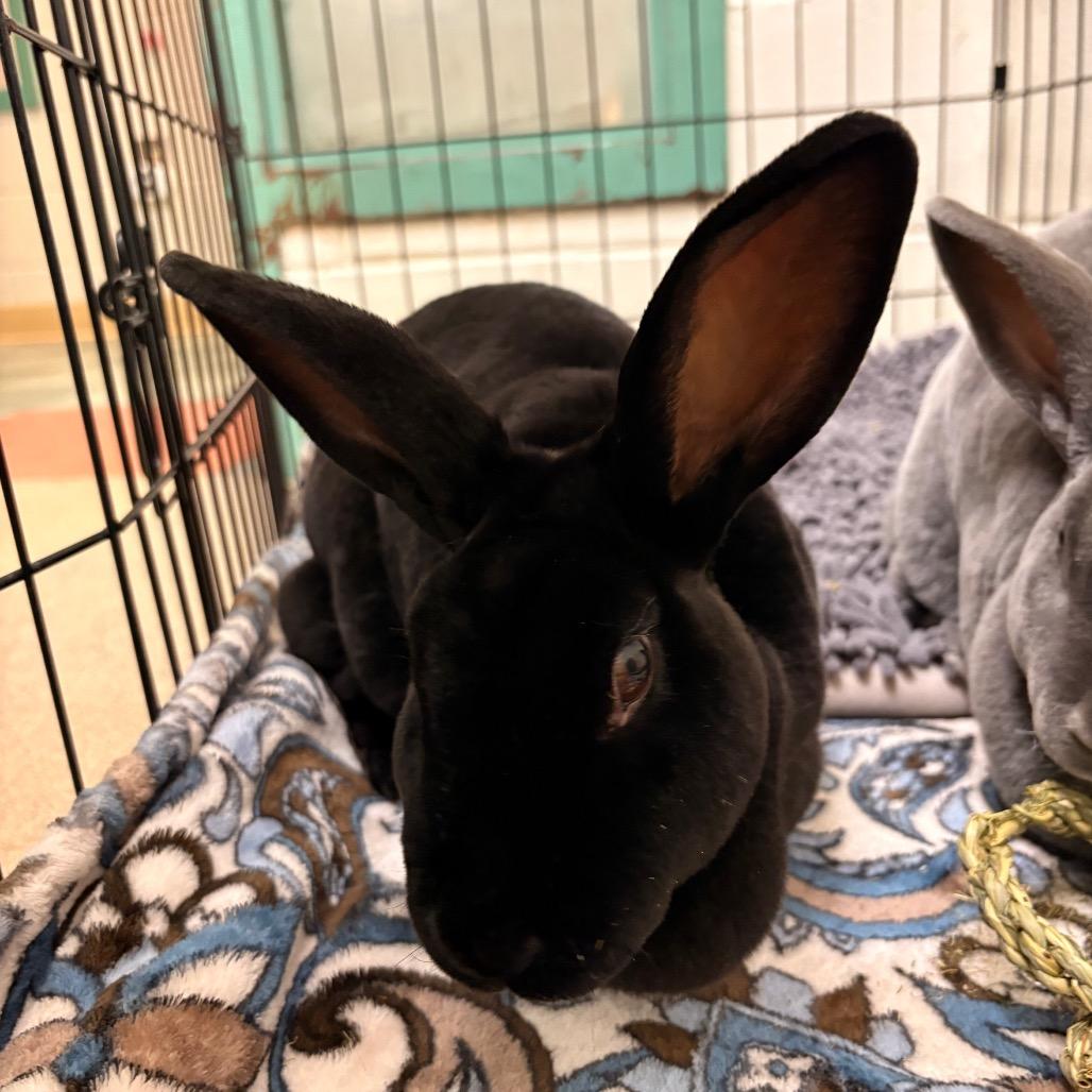 Enlarge Audrey Hopburn, a Adoptable Rex in South Burlington, VT image 2/3