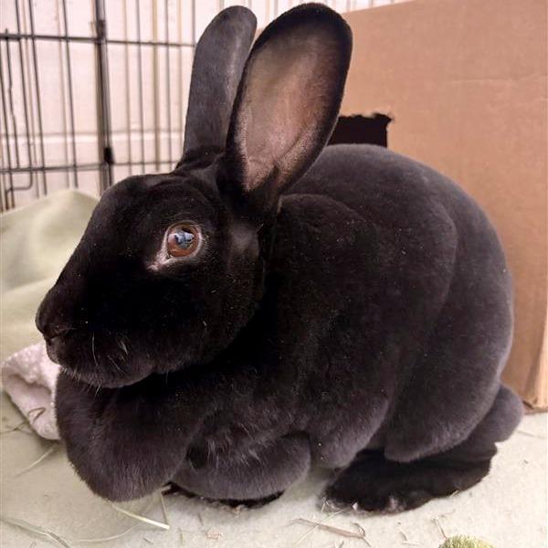 Enlarge Audrey Hopburn, a Adoptable Rex in South Burlington, VT image 3/5