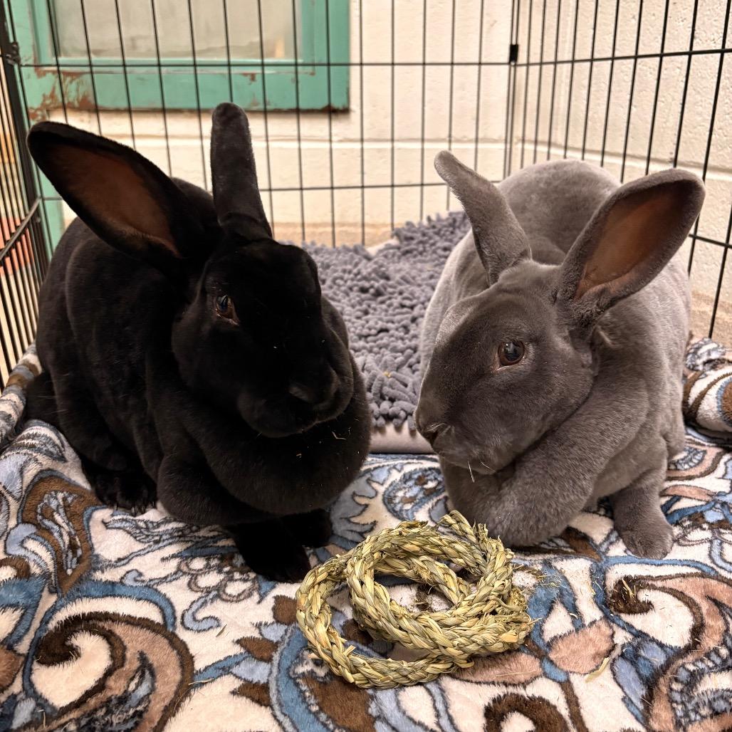 Enlarge Audrey Hopburn, a Adoptable Rex in South Burlington, VT image 3/3