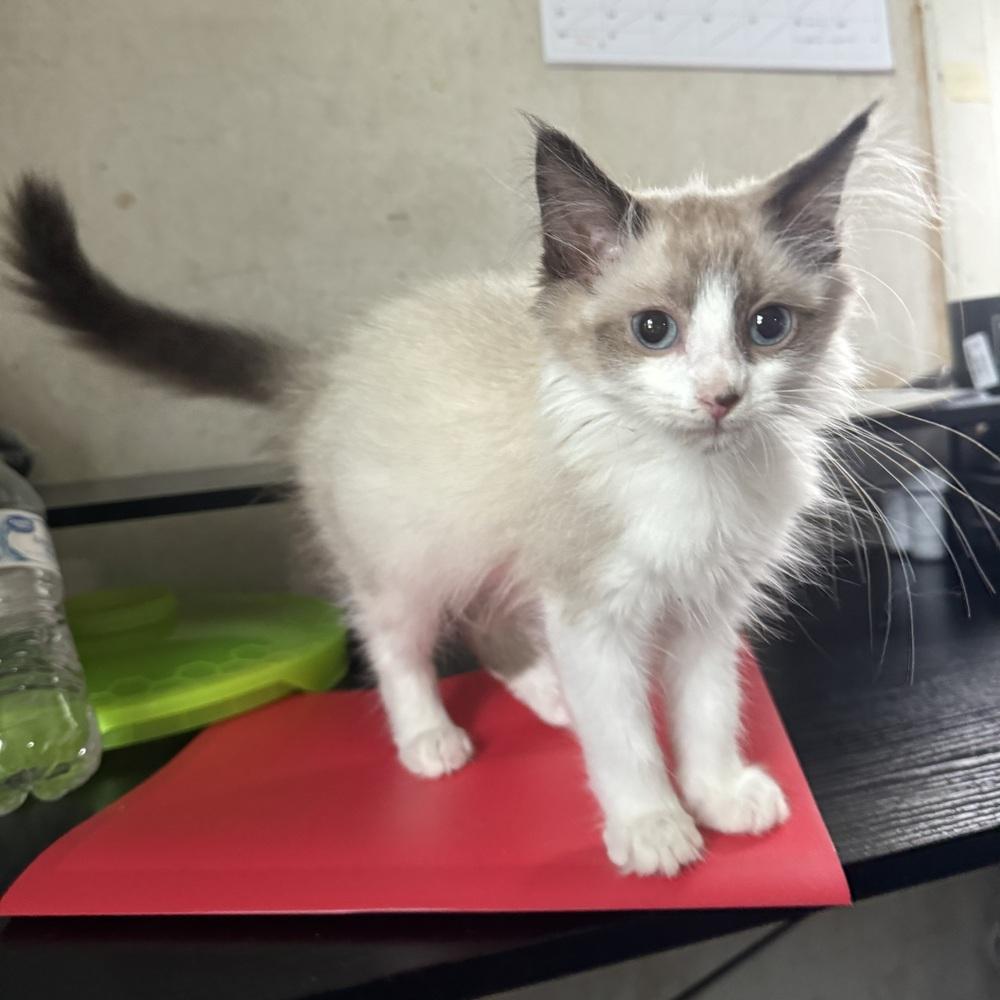 Enlarge Blanche, a ADOPTABLE Domestic Short Hair in China Township, MI image 6/6