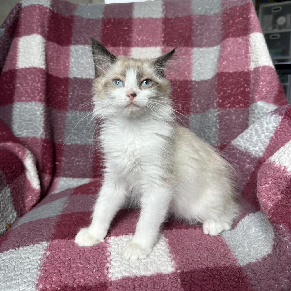 Enlarge Blanche, a ADOPTABLE Domestic Short Hair in China Township, MI image 2/6