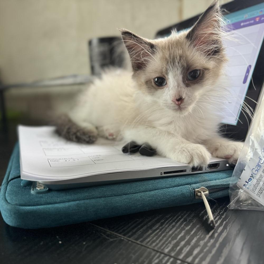 Enlarge Blanche, a ADOPTABLE Domestic Short Hair in China Township, MI image 4/6