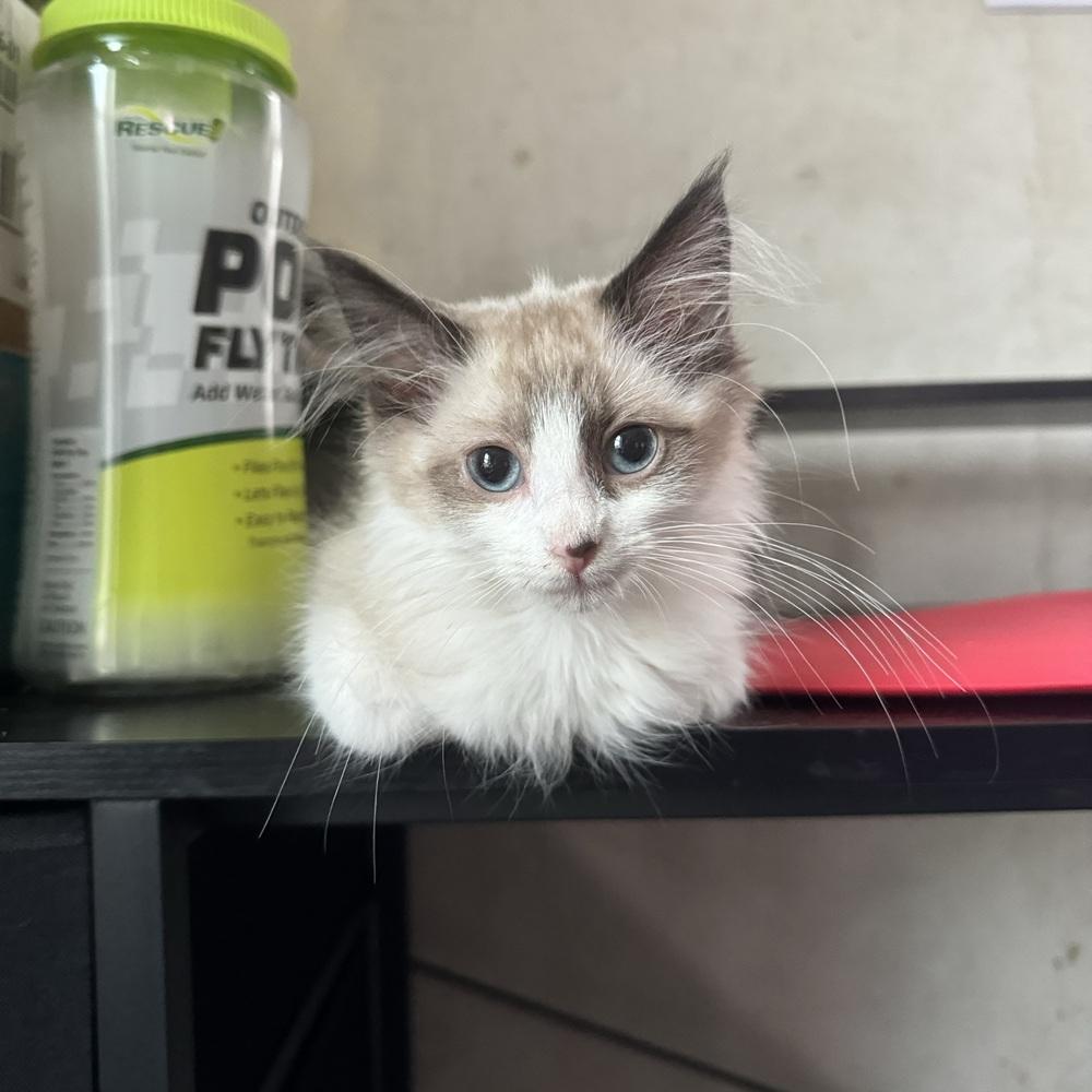 Blanche, ADOPTABLE, Kitten Female Domestic Short Hair.