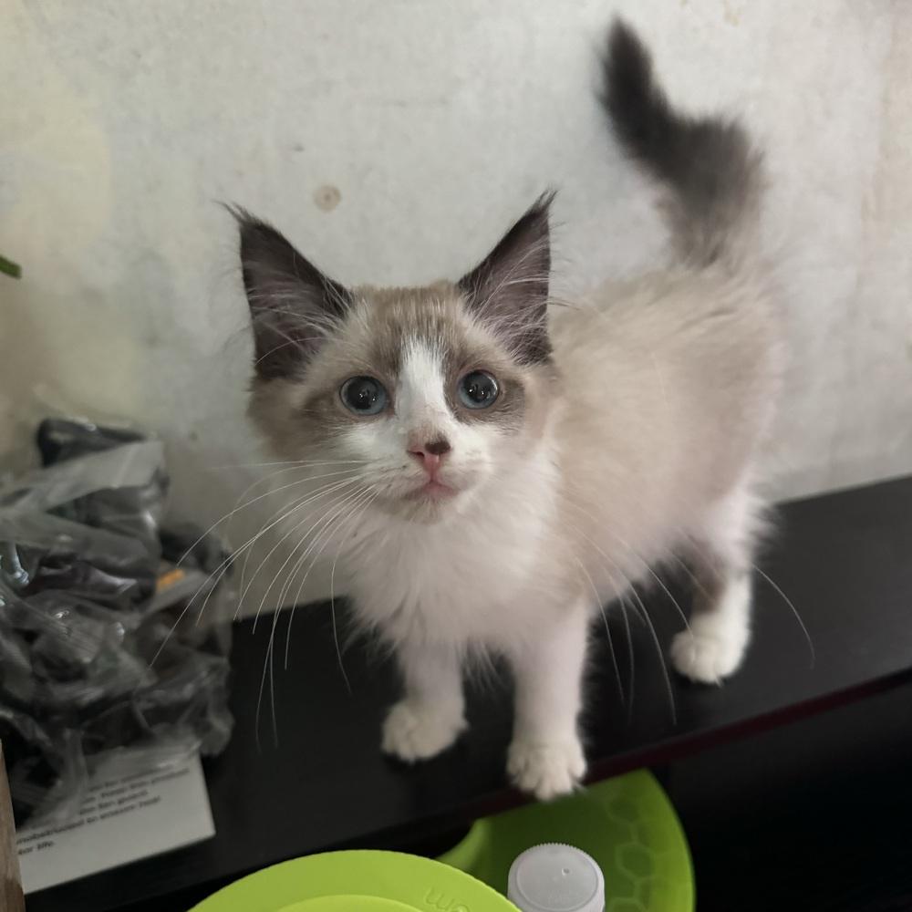 Enlarge Blanche, a ADOPTABLE Domestic Short Hair in China Township, MI image 5/6