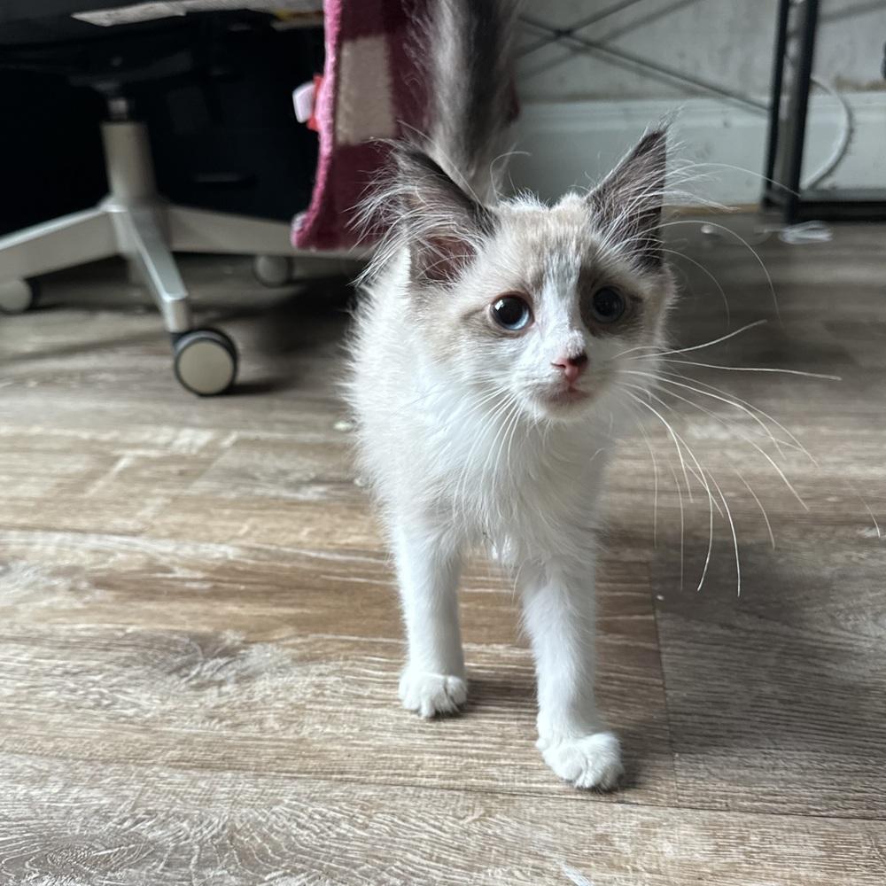 Enlarge Blanche, a ADOPTABLE Domestic Short Hair in China Township, MI image 3/6