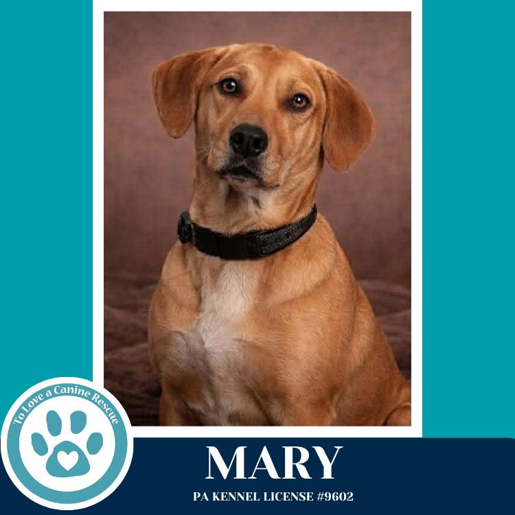 Enlarge Mary 032826, a Adoptable mixed breed in Kimberton, PA image 1/5