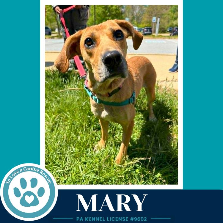 Enlarge Mary 032826, a Adoptable mixed breed in Kimberton, PA image 2/5