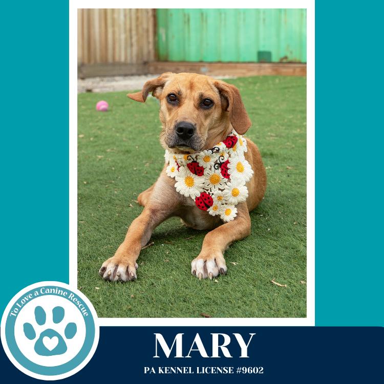 Enlarge Mary 032826, a Adoptable mixed breed in Kimberton, PA image 3/5