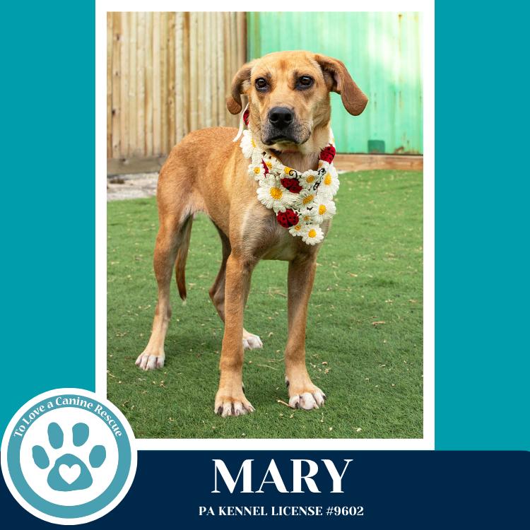 Enlarge Mary 032826, a Adoptable mixed breed in Kimberton, PA image 4/5