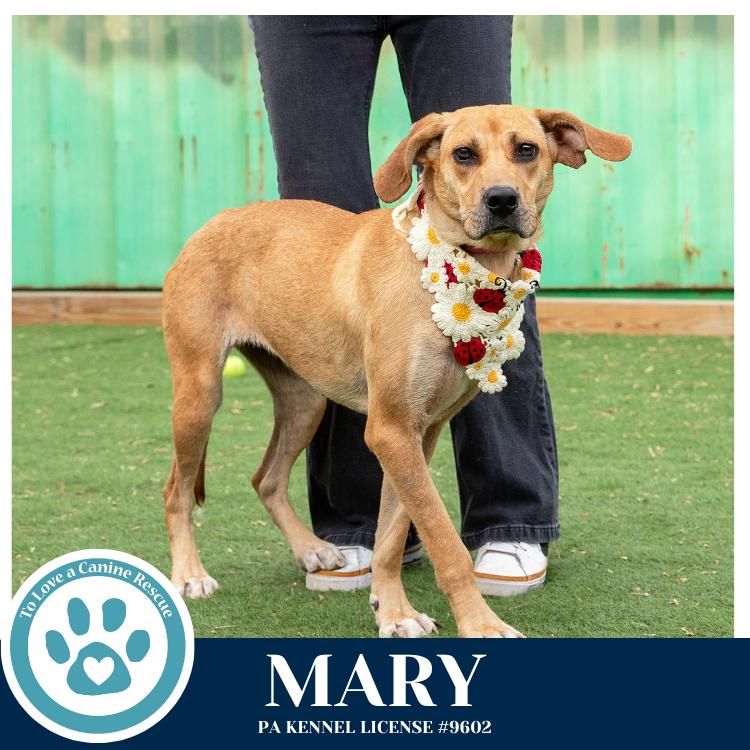 Enlarge Mary 032826, a Adoptable mixed breed in Kimberton, PA image 5/5