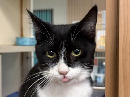 Diamond, Adoptable, Adult Female Domestic Short Hair & Domestic Short Hair.