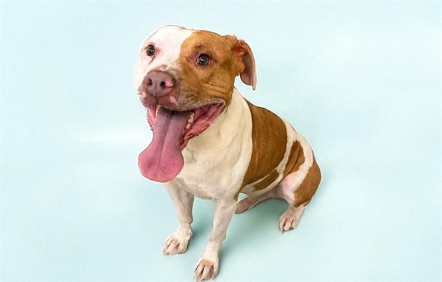Enlarge MILO, a Adoptable American Bulldog in Fort Lauderdale, FL image 1/1