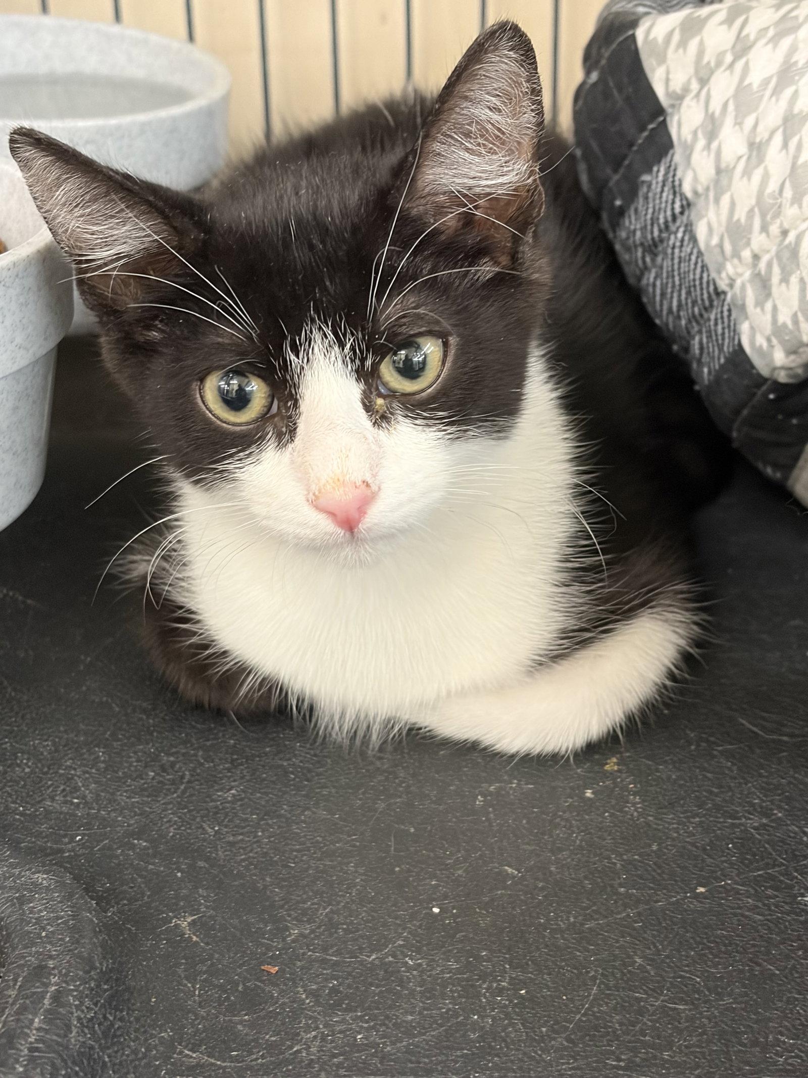 RAVIOLI, Adopted, Young Male Tuxedo.