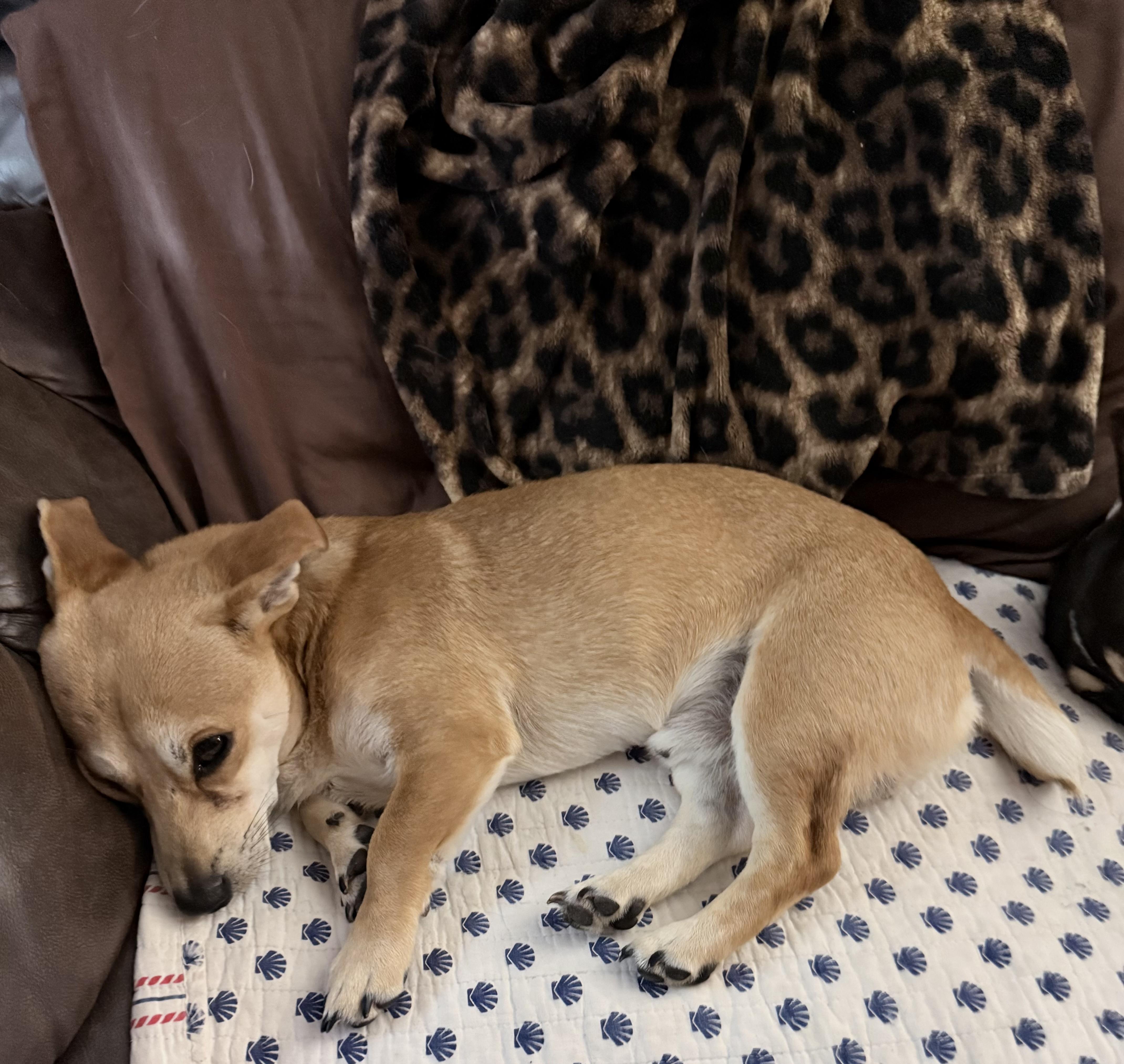 Terry, a Adoptable mixed breed in Portland, ME image 4/4