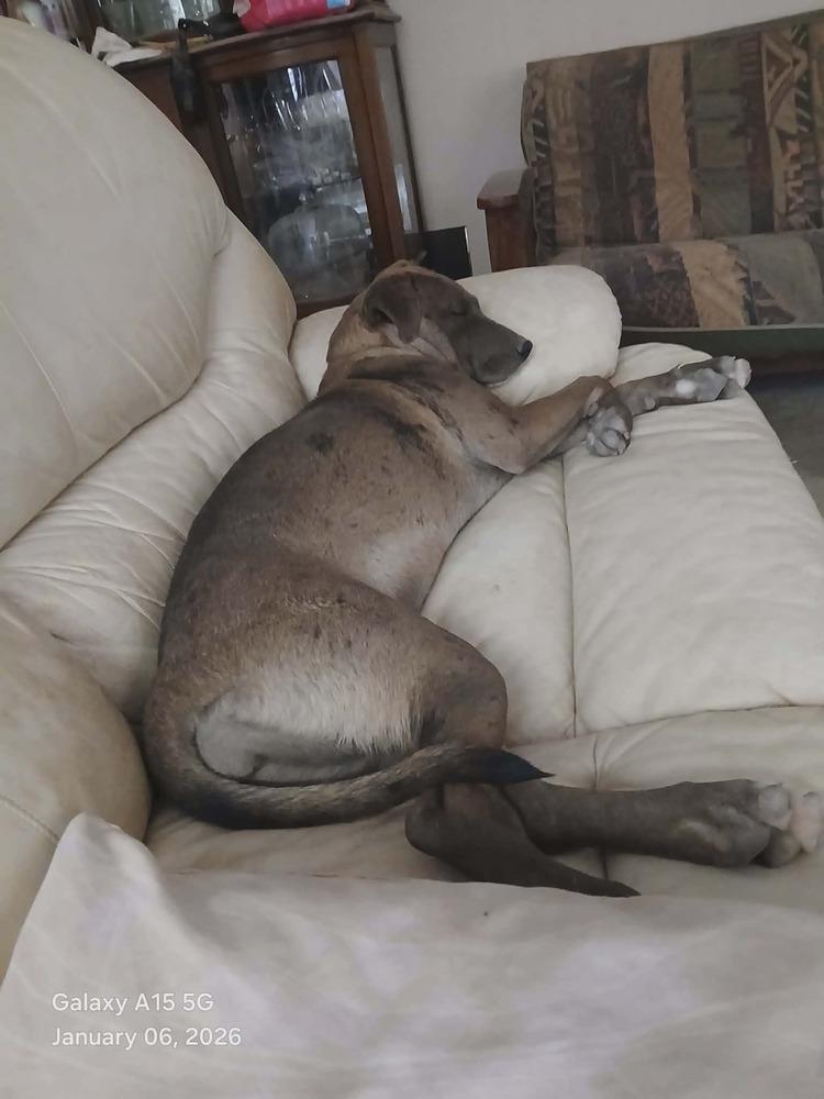 Enlarge Georgia, a Adoptable mixed breed in Gig Harbor, WA image 1/6