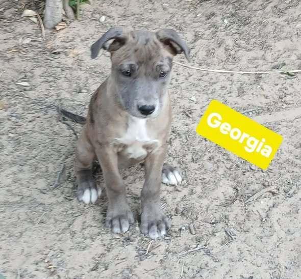 Georgia, a Adoptable mixed breed in Gig Harbor, WA image 1/4