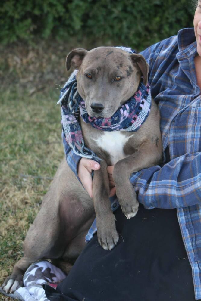 Enlarge Georgia, a Adoptable mixed breed in Gig Harbor, WA image 5/6